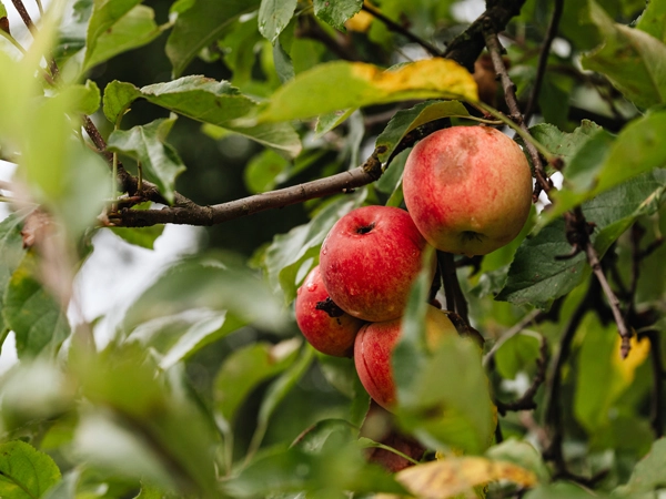 Ambiance nature et organique
